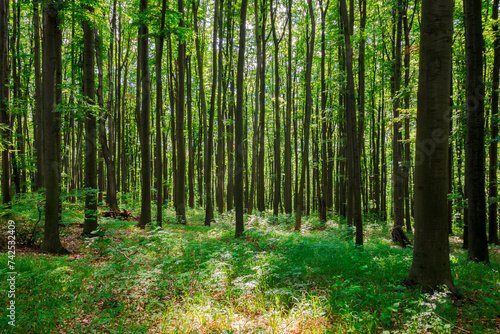Картината върху платно green beech forest in spring