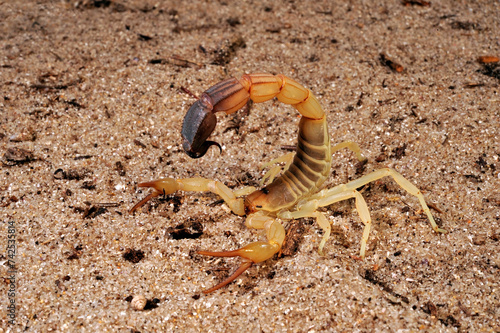 Yellow fat-tailed scorpion // Nordafrikanischer Dickschwanzskorpion, Sahara-Dickschwanzskorpion (Androctonus australis)