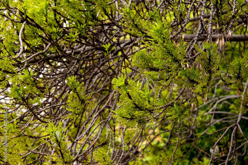 Fototapeta premium Branches and leaves of various plants in the National Botanical Garden of Iran in Tehran