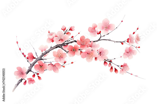 pink cherry blossom flower on white