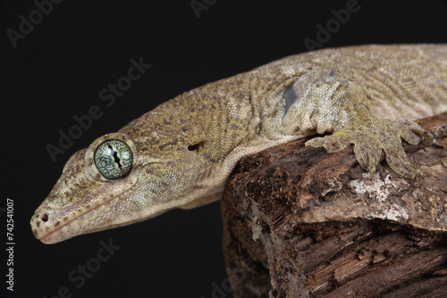 Portrait of a Voracious Four-clawed Gecko
