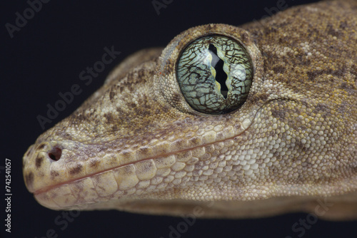 Portrait of a Voracious Four-clawed Gecko
