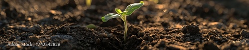 A serene image of a seedling sprouting in fertile soil symbolizing new life and the potential for environmental regeneration photo