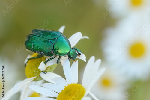 Картината върху платно A beautiful green rose chafer (Cetonia aurata) sits on a daisy flower