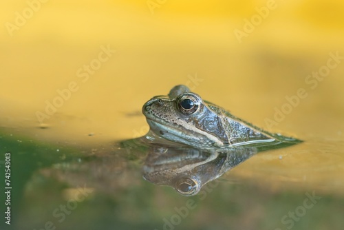 A european common brown frog sits in the water. Rana temporaria photo