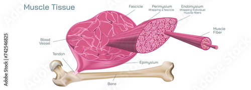 There are three types of muscle tissue that are cardiac, smooth and skeletal. cardiac muscle found in walls of the heart, Smooth muscle is found in wall of the intestine, skeletal is attached to bone.