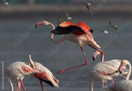 Greater Flamingos landing at Eker creek in the morning  Bahrain