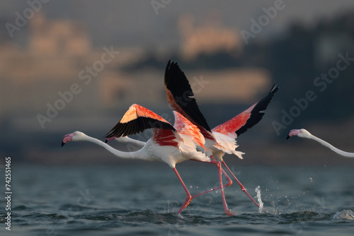 Greater Flamingos takeoff at Eker creek in the morning, Bahrain photo