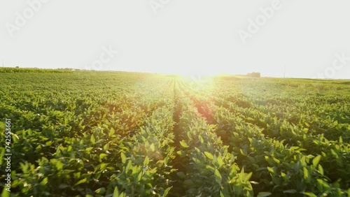 Soybean rows top shot from drone