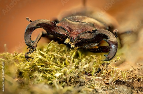  A stag beetle with big mandibles photo