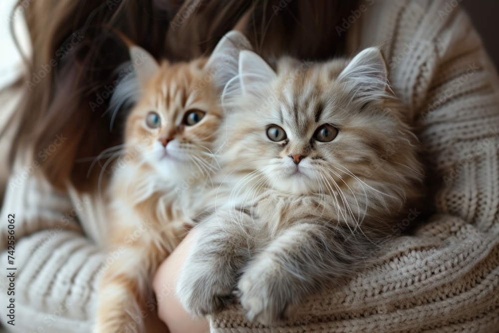 Two fluffy Siberian cats in arms of a person wearing a knitted sweater.