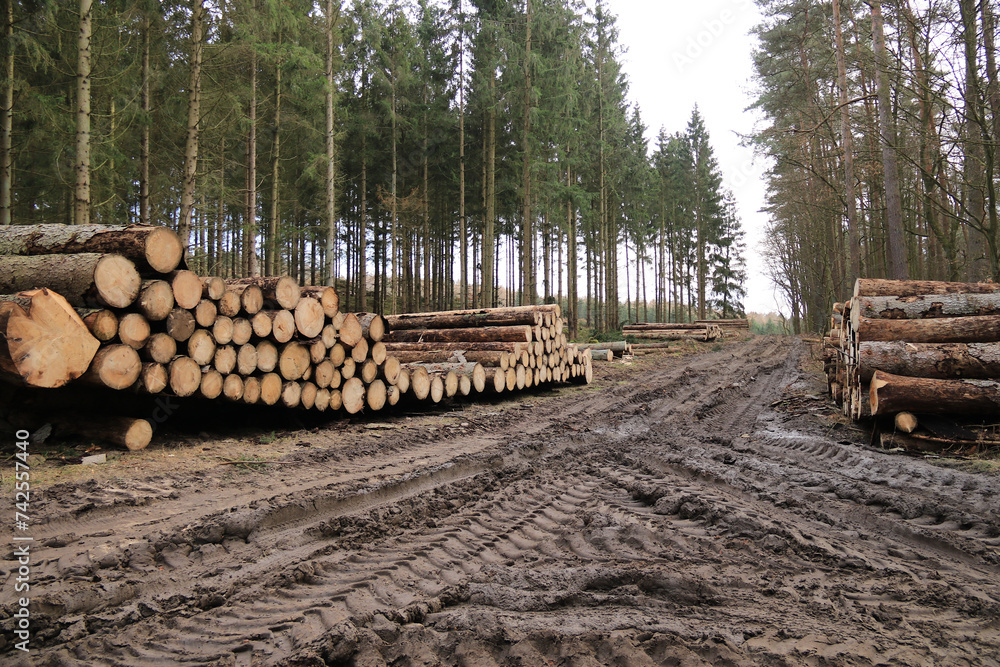 Holzpolter an einem aufgeweichten Waldweg 