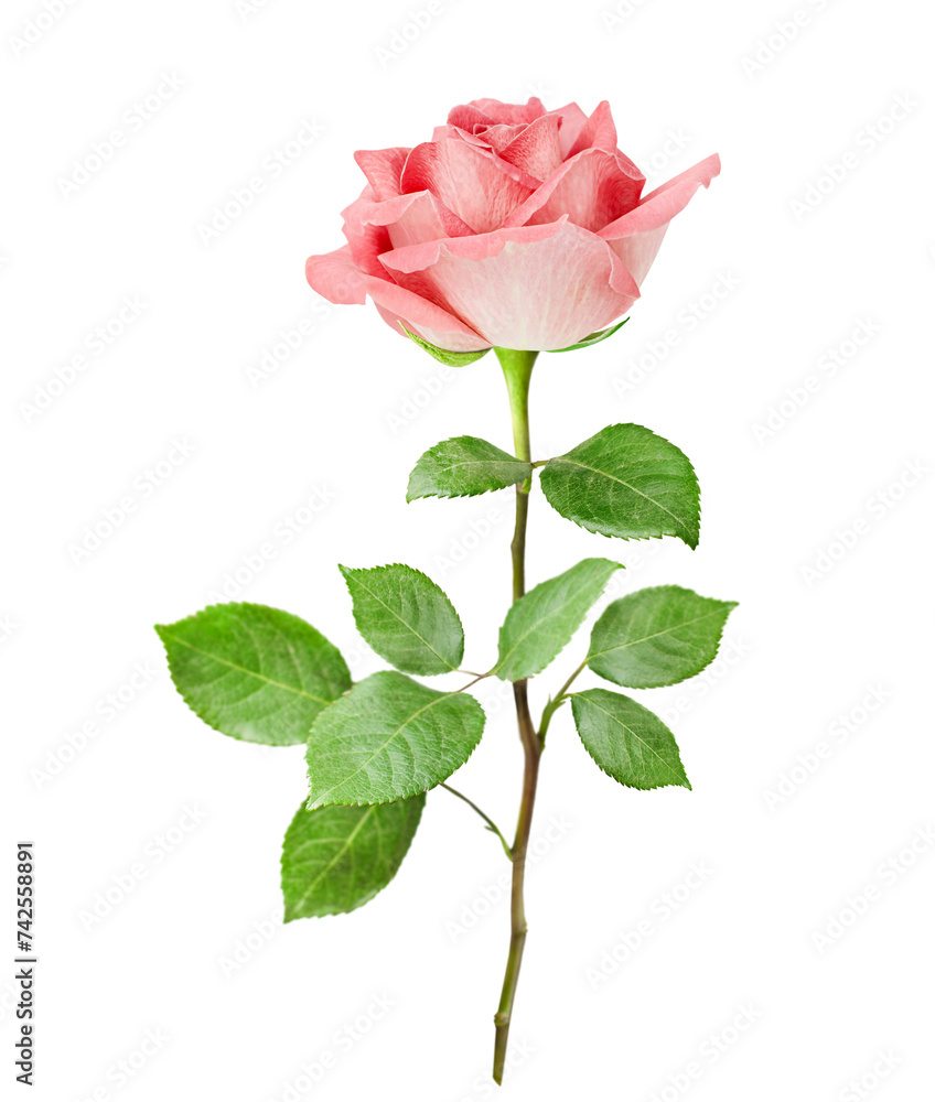 one pink rose with leaves in full growth on a white isolated background one pink rose with leaves in full growth on a white isolated background