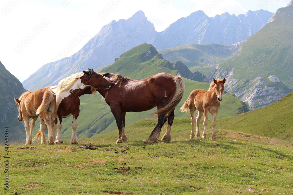 horses in the french pyrenees