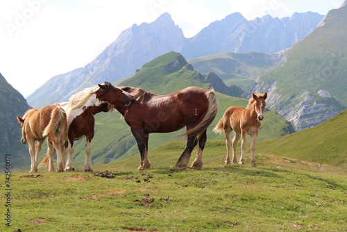Obraz na płótnie horses in the french pyrenees w salonie