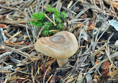 Mushroom coral milky cap (Lactarius torminosus)