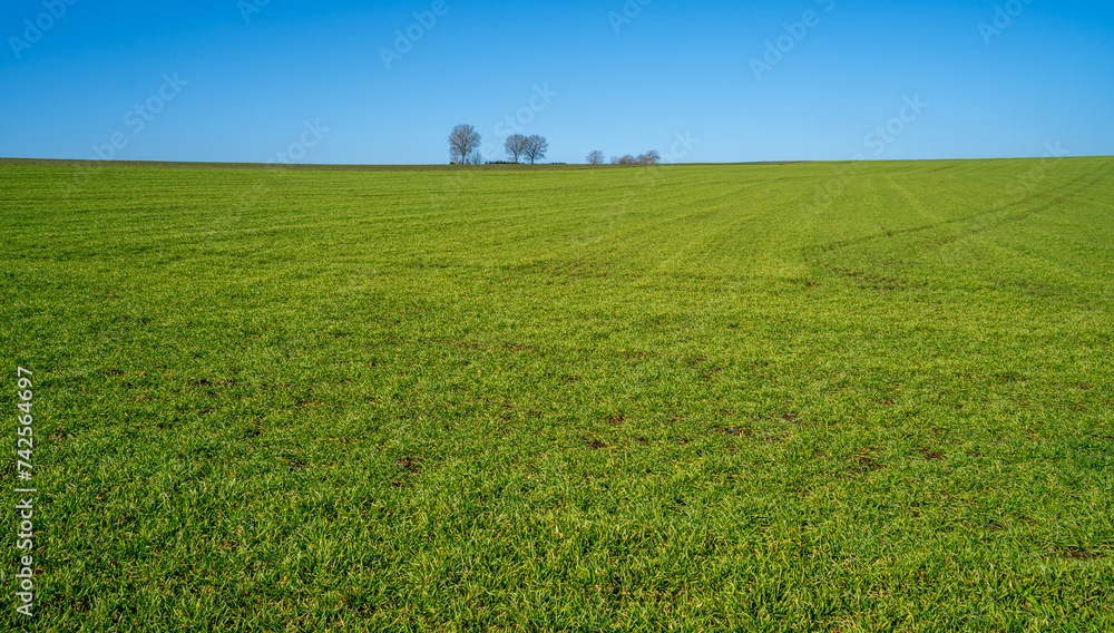 Large meadow on a sunny day in the Ardennes, Belgium
Large meadow on a sunny day in the Ardennes, Belgium