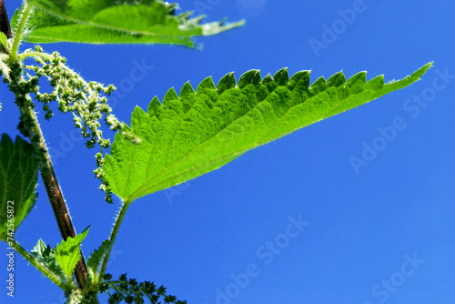 common, burn or stinging nettle plant (urtica dioica urens) photo