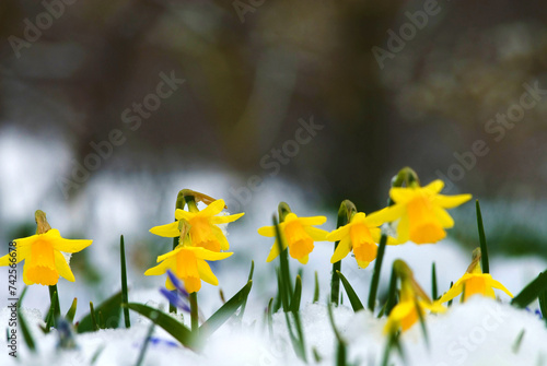 Fototapeta Naklejka Na Ścianę i Meble -  wild daffodil or Lent Lily (narcissus pseudonarcissus) in snow, Munich, Bavaria, Germany
