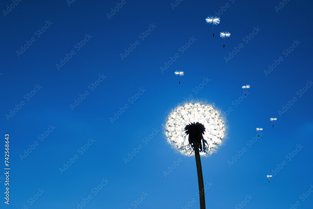 Fototapeta premium close-up of a blowball (Taraxacum officinale), seeds flying away in the blue sky