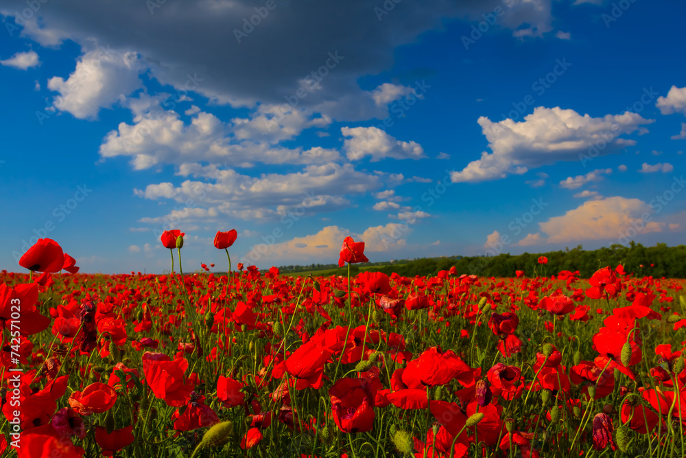 prairie covered by red poppy flowers under blue cloudy sky