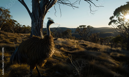 Close-up shot of a Tasmanian emu bird in its wild natural habitat  sunny bright blue sky. Concept shot on extinction  poaching  hunting  over-hunting and the threat to animals from humans