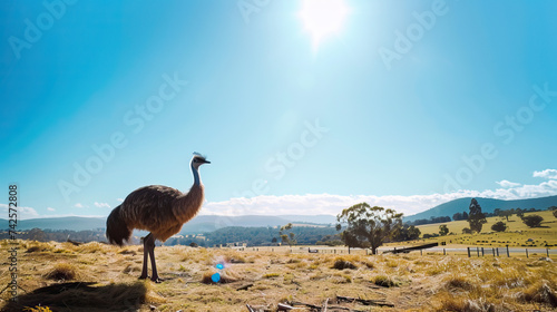 Close-up shot of a Tasmanian emu bird in its wild natural habitat, sunny bright blue sky. Concept shot on extinction, poaching, hunting, over-hunting and the threat to animals from humans