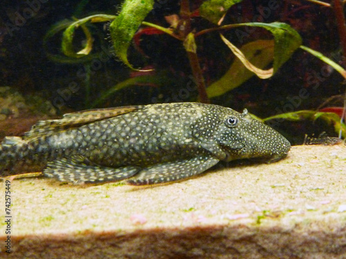 Antennenwels Weibchen