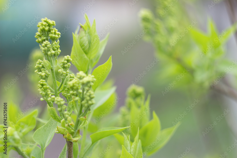 Unopened lilac inflorescence close-up Unopened lilac inflorescence close-up
