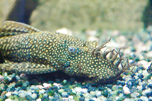 Antennenwels Männchen kühl