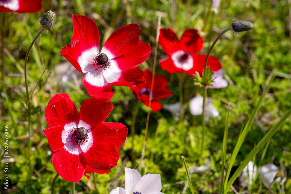 Wild red anemone coronaria (windflower) flowers blooming in the Antalya, Turkey after the winter rains Wild red anemone coronaria (windflower) flowers blooming in the Antalya, Turkey after the winter rains