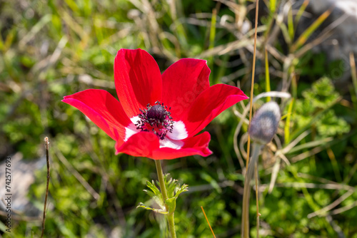 Wild red anemone coronaria (windflower) flowers blooming in the Antalya, Turkey after the winter rains photo