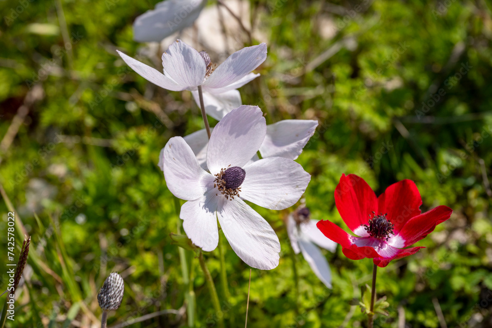 Wild white anemone coronaria (windflower) flowers blooming in the Antalya, Turkey after the winter rains. Also known as spanish marigold or windflower. Wild white anemone coronaria (windflower) flowers blooming in the Antalya, Turkey after the winter rains. Also known as spanish marigold or windflower.