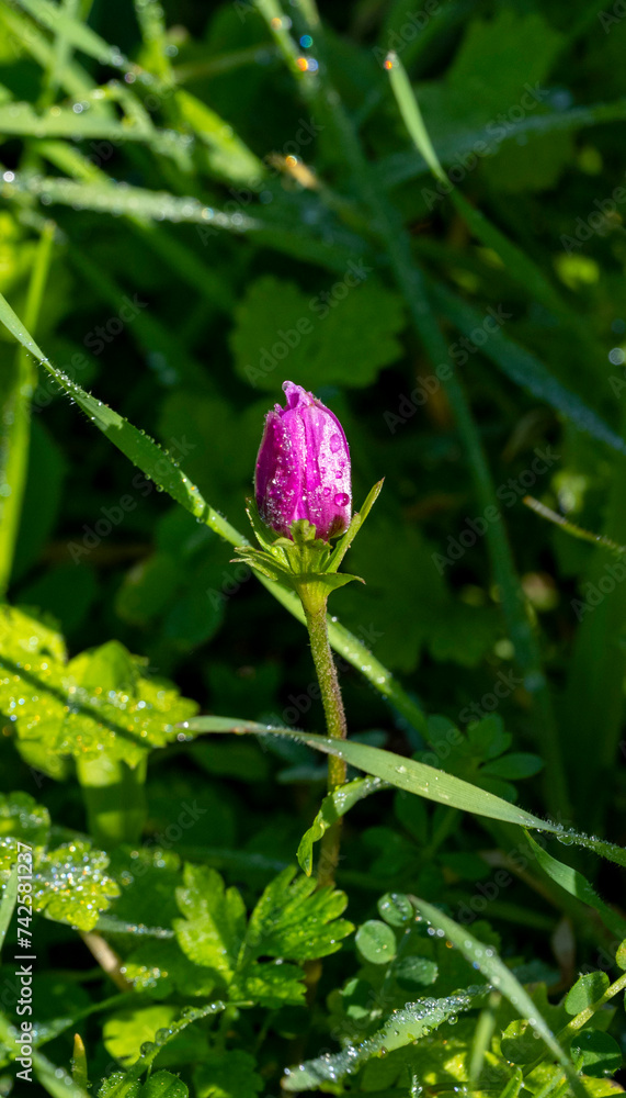 Wild purple anemone coronaria (windflower) flowers blooming in the Antalya, Turkey after the winter rains. Also known as spanish marigold or windflower. Wild purple anemone coronaria (windflower) flowers blooming in the Antalya, Turkey after the winter rains. Also known as spanish marigold or windflower.