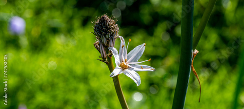 White Asphodel ( Asphodelus )cerasiferus, star-like flowers, close up. Asphodelus albus or aestivus is a herbaceous perennial flowering plant of the family Asphodelaceae. photo
