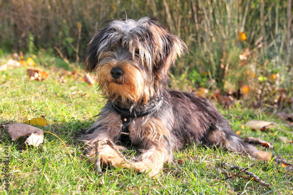 Junger Yorkshire Terrier