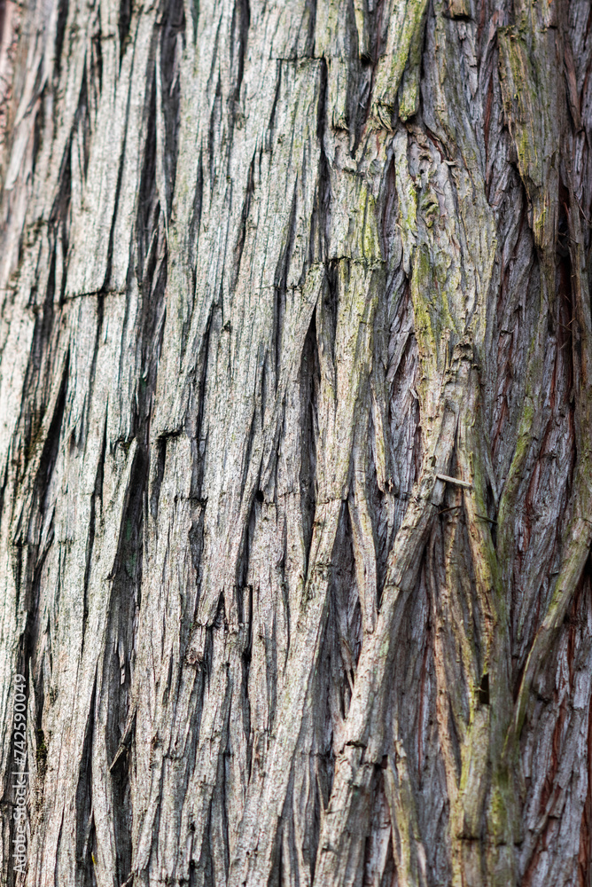 The texture of the bark of an old tree, very detailed and with lots of details. The texture of the bark of an old tree, very detailed and with lots of details.