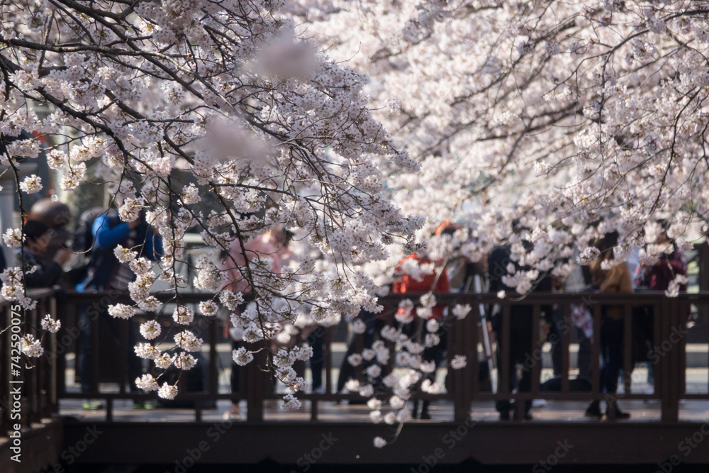 Obraz premium View of cherry blossom flowers in spring