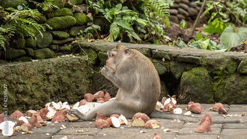 A monkey is munching on food while sitting amidst the natural landscape