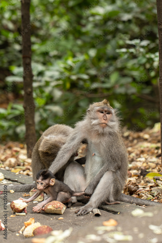Fototapeta premium A family of primates sitting together in the forest. Forest of Monkeys in Ubud, Bali