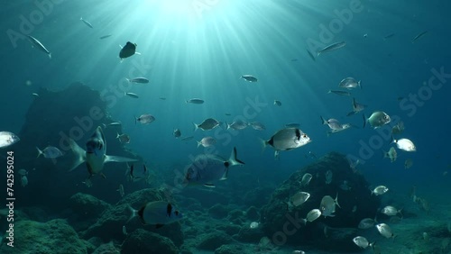 underwater fish scenery from mediterranean mostly   sea breams ocean scenery underwater landscape seabreams Diplodus sargus photo