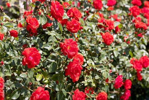 Red rose bushes in the garden. Beautiful background blur, selective focus