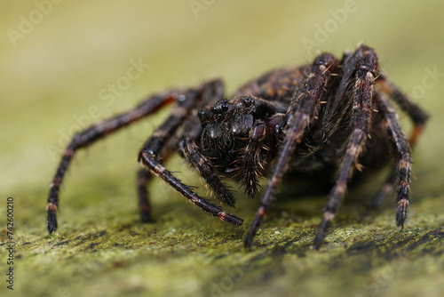 Closeup on the dark hairy walnut orb-weaver spider, Nuctenea umbratica sitting on wood