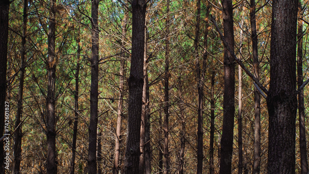 Naklejka premium Forêt des Landes de Gascogne, en pleine période de sécheresse
