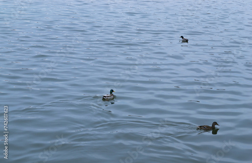 Three ducks swim in the river in ribbed water