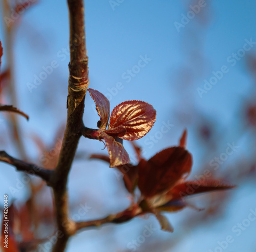 A small young red leaf on a branch of the plant