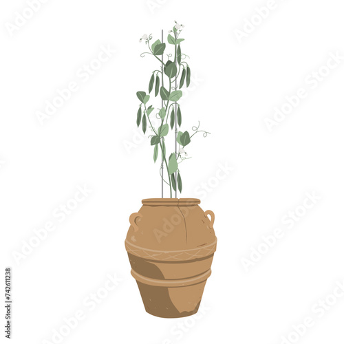 Green pea plant with pods in stylish old clay flowerpot. Potted pea growing at home, isolated vector illustration.