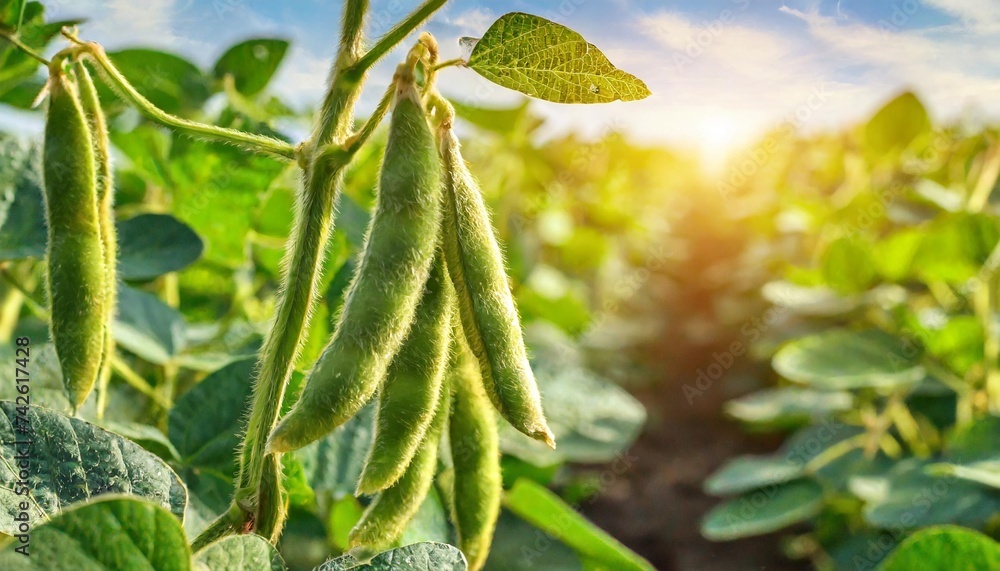 unripe green pods of soybeans on the stems of plants growing in an agricultural field in the rays of the dawn sun background banner selective focus - obrazy, fototapety, plakaty 