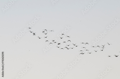 Egret flock in flight, La Pampa province, Patagonia, Argentina