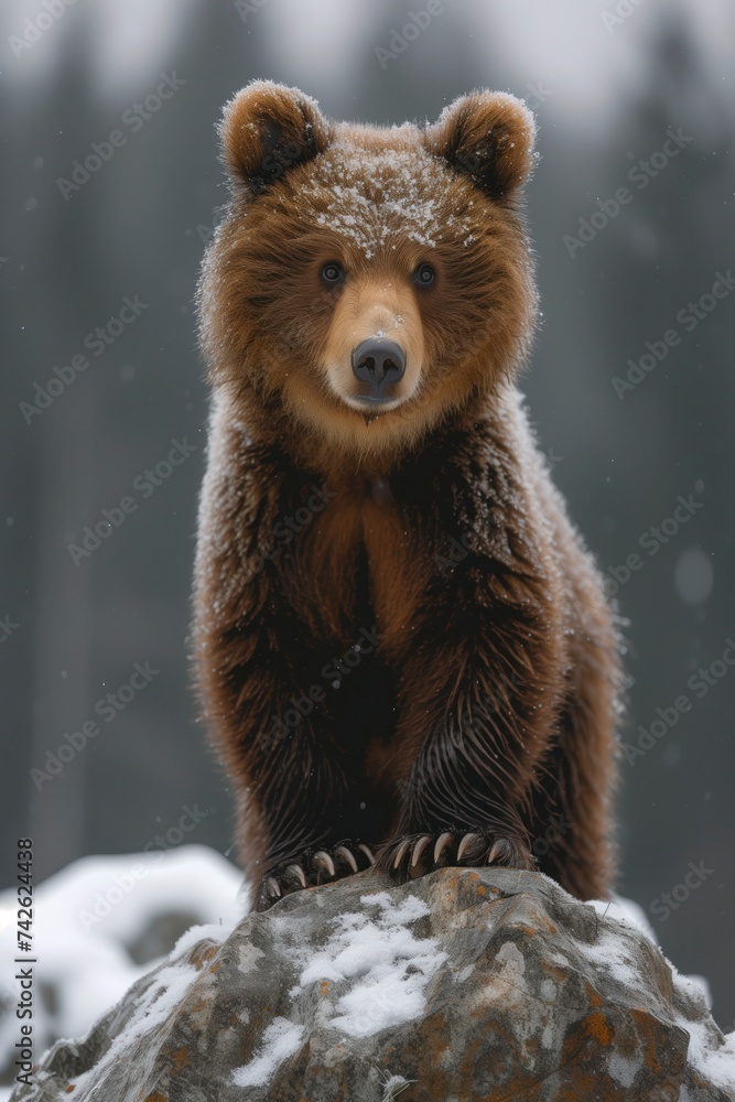 Obraz premium A majestic brown bear stands proudly atop a snow-covered rock, showcasing its strength and resilience in the harsh winter wilderness